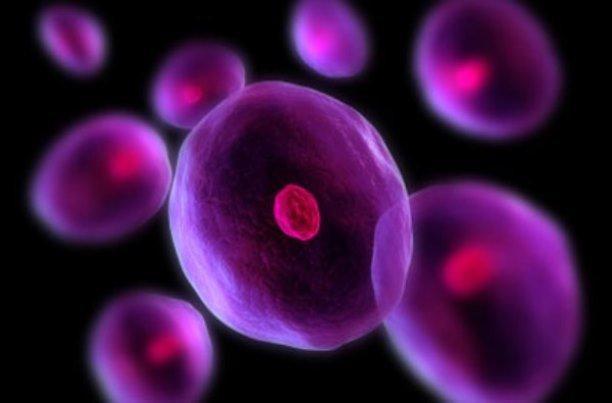 انسان 50 تا 200هزار سلول بنیادی خونساز دارد
