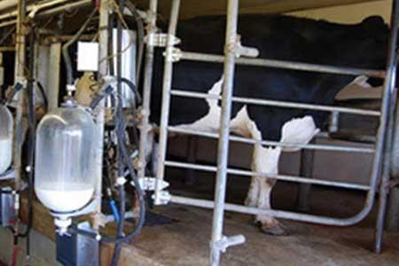 دولت به جای افزایش قیمت شیر نهاده ارزان به دامدار بدهد