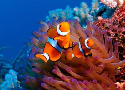 آکواریوم کیش: دریچه ای به دنیای رنگارنگ زیر آب