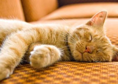 چرا گربه ها خواب های عجیب می بینند!