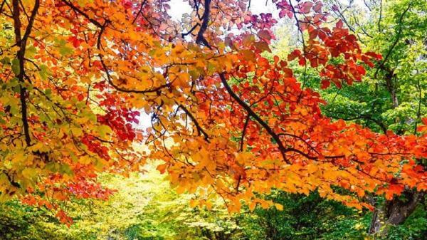 جلوه گری پاییز در فومن به روایت برگ های سرخ و زرد